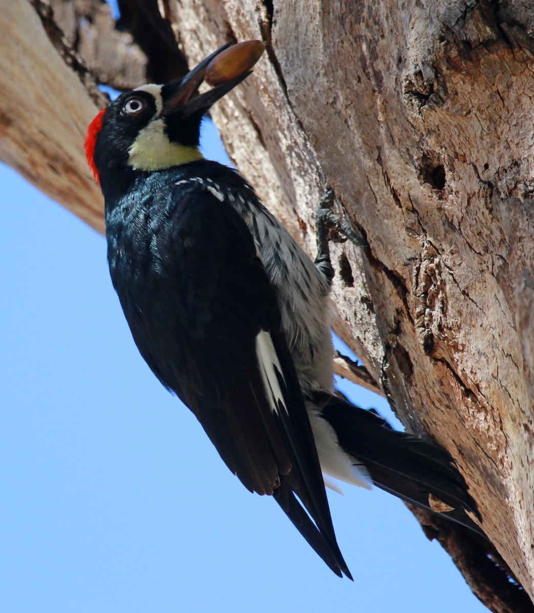 Acorn Woodpecker - ML36375091