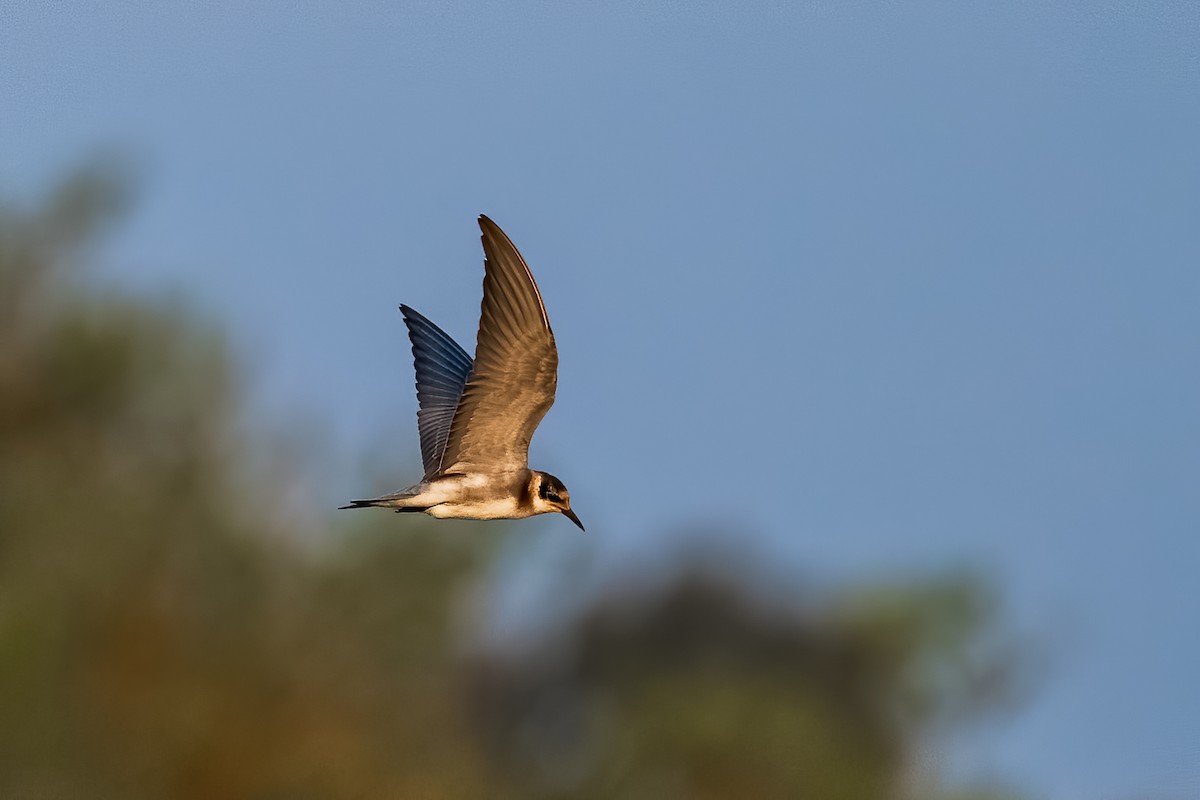 Black Tern - ML363751061