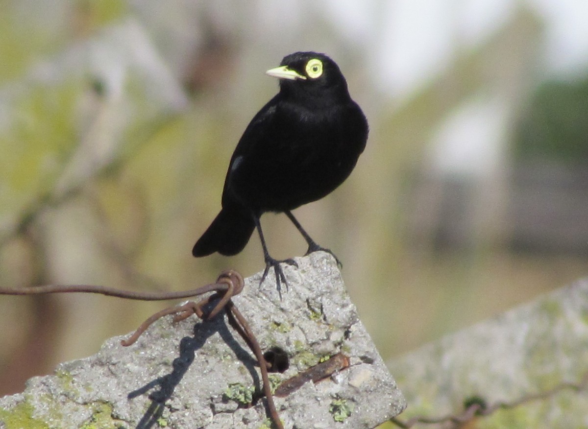 Spectacled Tyrant - ML363752101