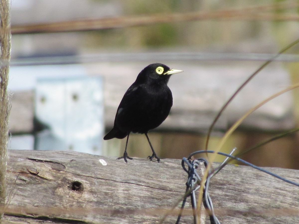Spectacled Tyrant - ML363752111