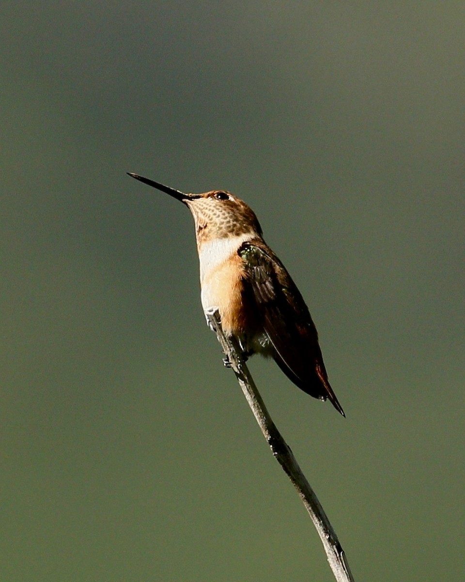 rødkolibri - ML363753461