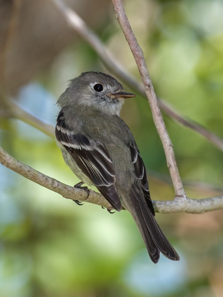 Hammond's Flycatcher - ML36375401