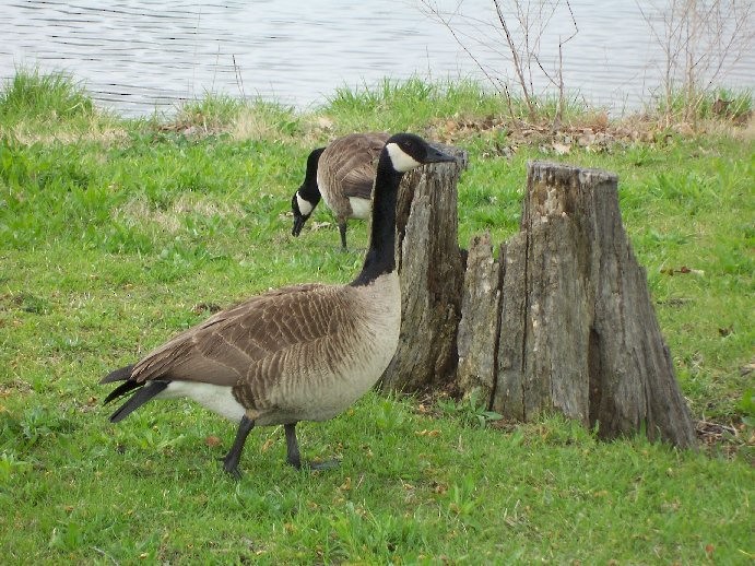 Canada Goose - ML36375631