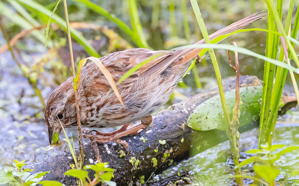 Song Sparrow - Robert Bochenek