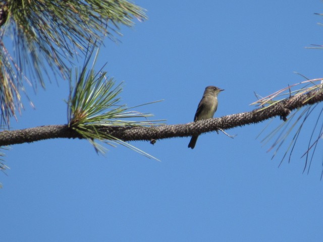 Western Wood-Pewee - Will Merg