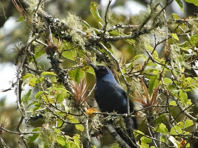 Black-throated Jay - ML363758941