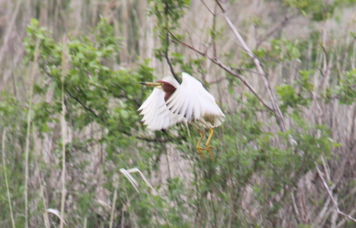 Chinese Pond-Heron - ML36375911