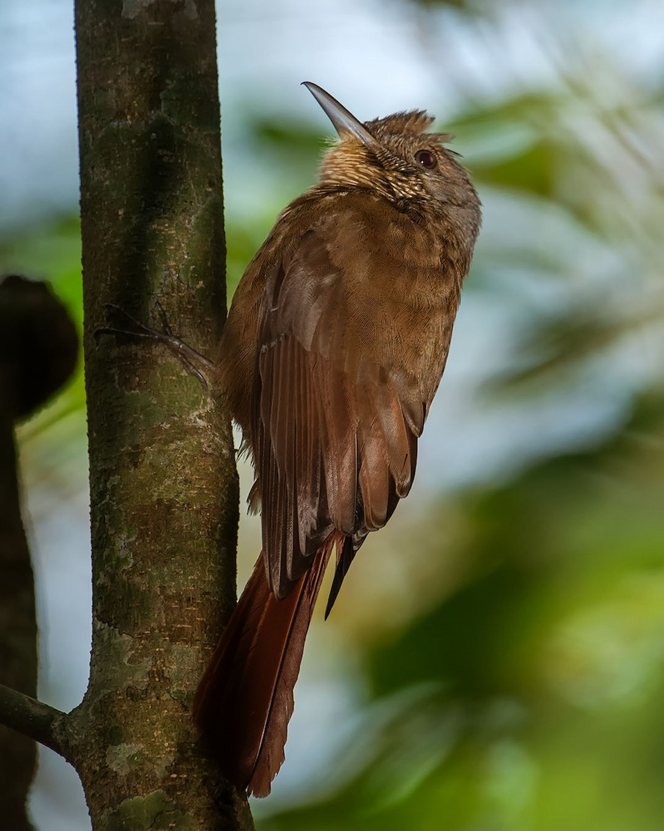 Plain-winged Woodcreeper - ML363762381