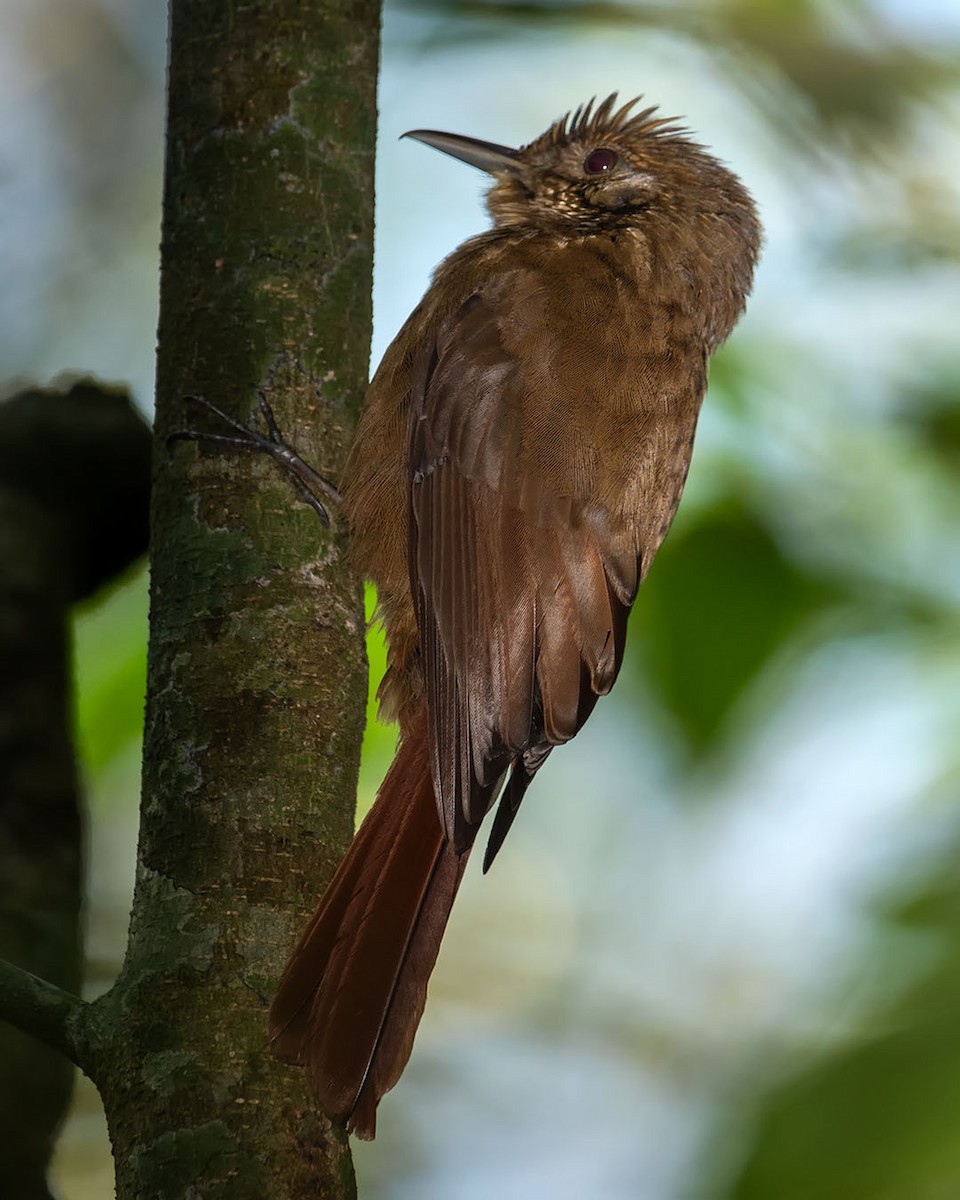 Plain-winged Woodcreeper - Graciela  Neira