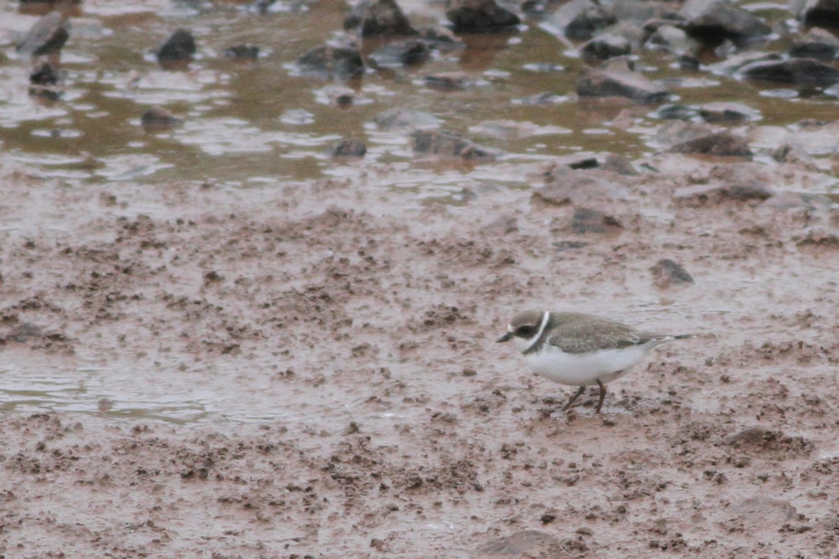 Semipalmated Plover - ML36376251