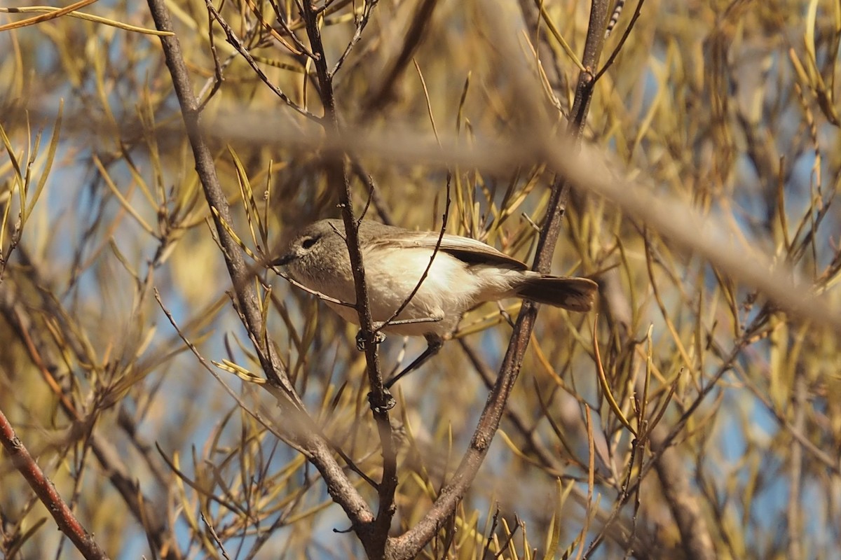 Slaty-backed Thornbill - ML363764521