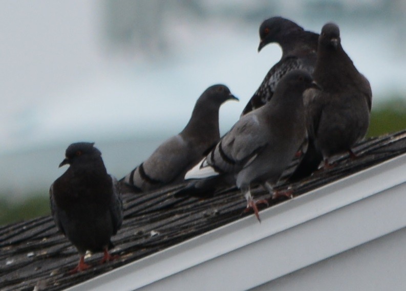 Rock Pigeon (Feral Pigeon) - ML363764621