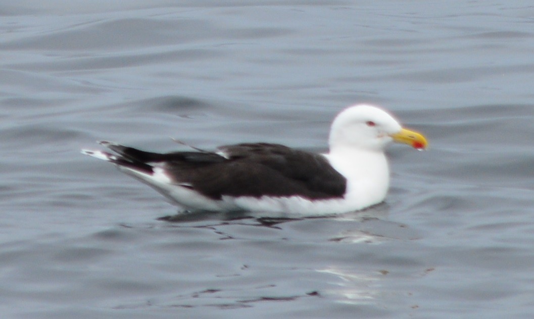 Great Black-backed Gull - Paul Messing