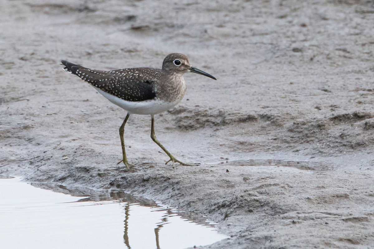 Solitary Sandpiper - ML363766241