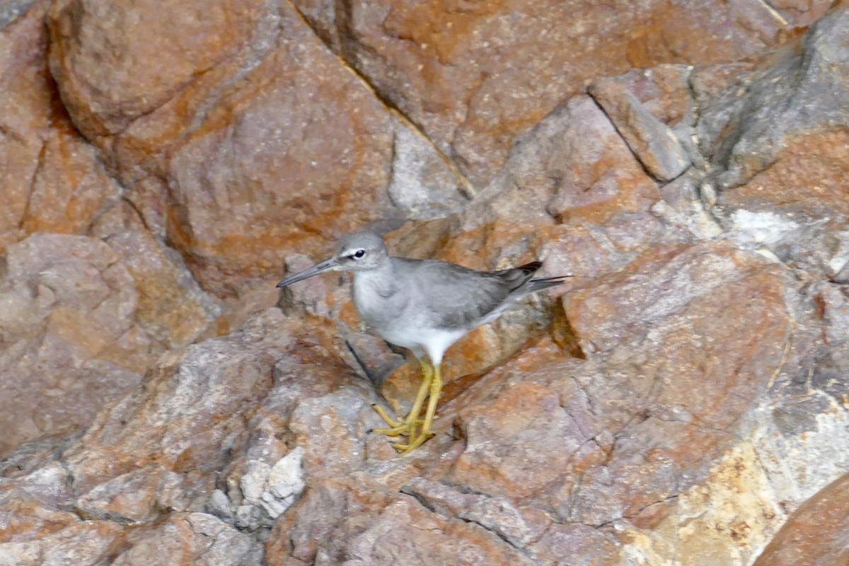 Wandering Tattler - Carlos Bethancourt