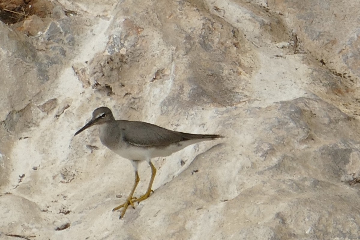 Wandering Tattler - Carlos Bethancourt