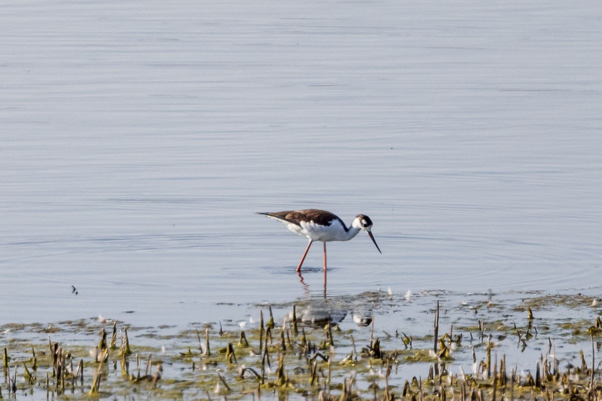 Black-necked Stilt - ML363768561