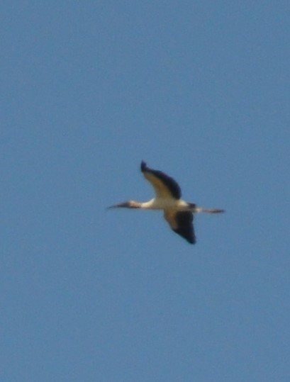 Wood Stork - ML363769271