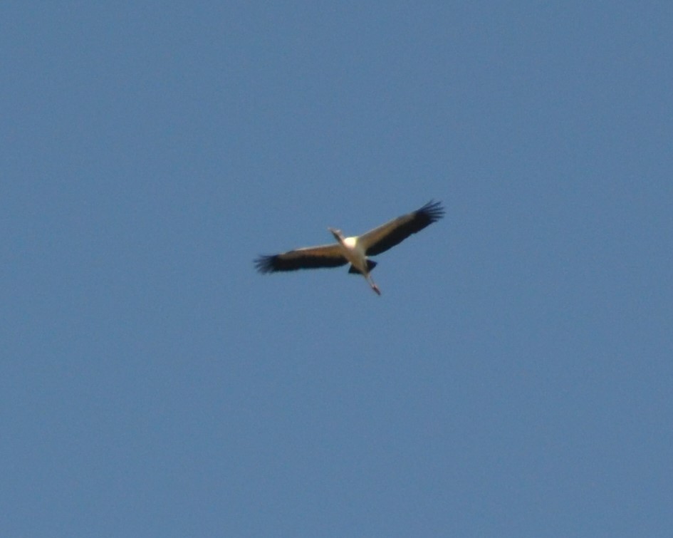 Wood Stork - ML363769281