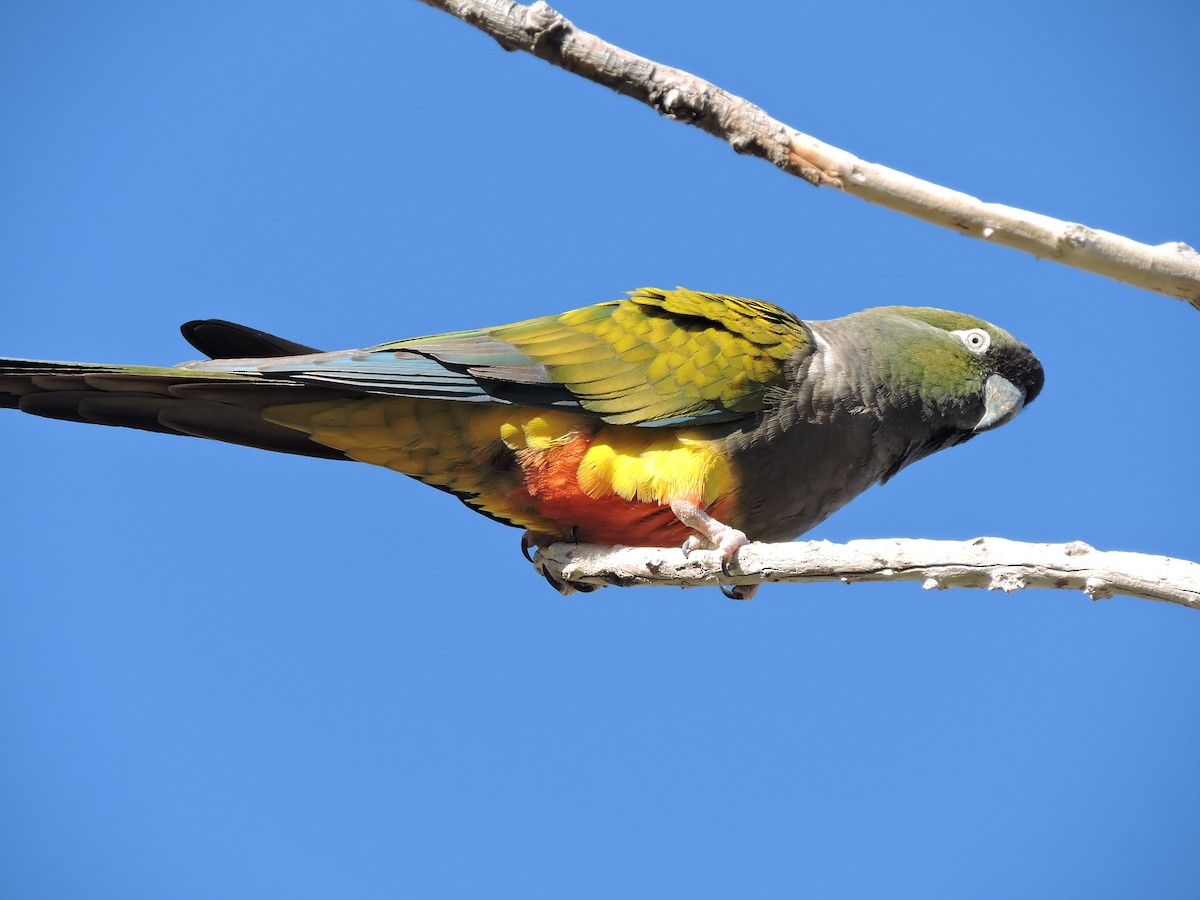 Patagonya Papağanı - ML363769711