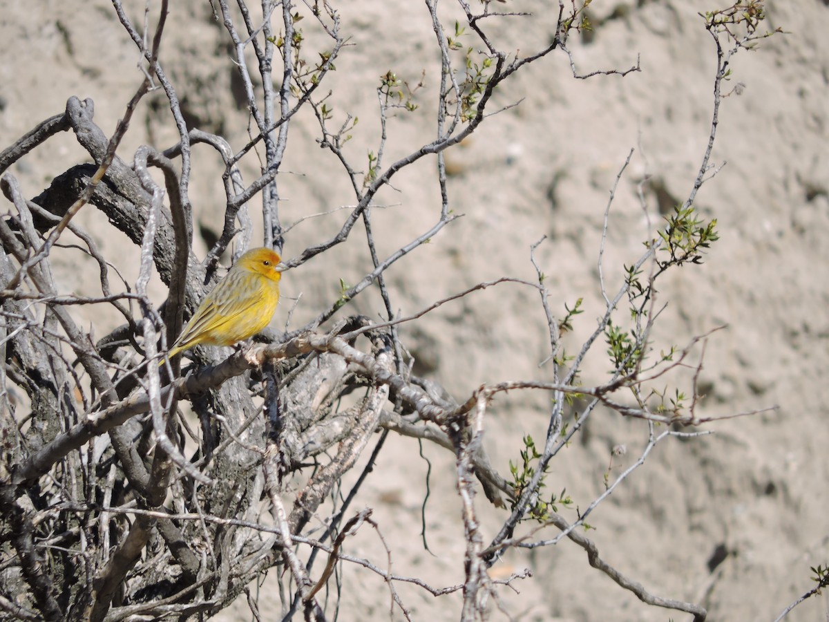 Saffron Finch - Alejandro Báez