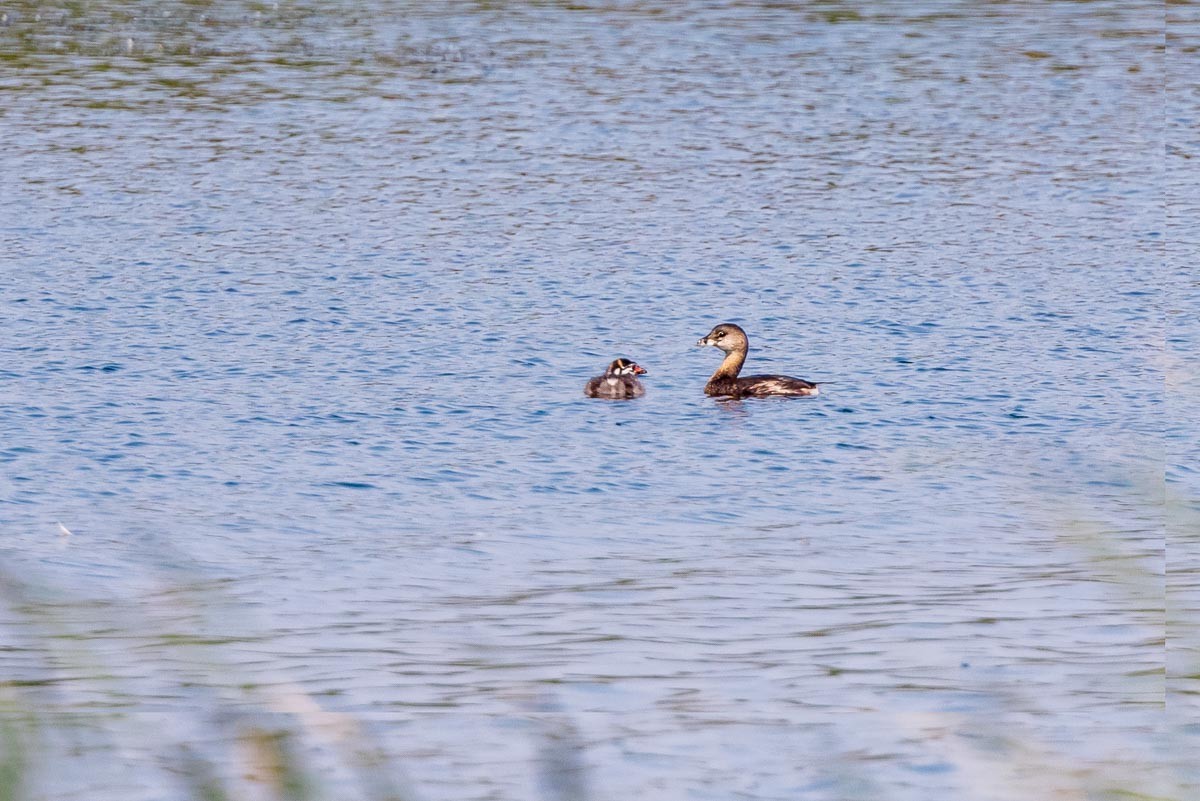 Pied-billed Grebe - Ron Horn