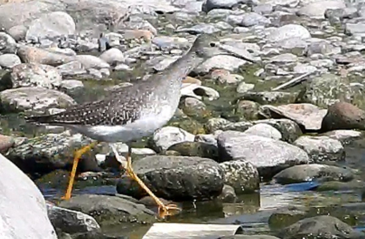 Lesser Yellowlegs - ML363772211