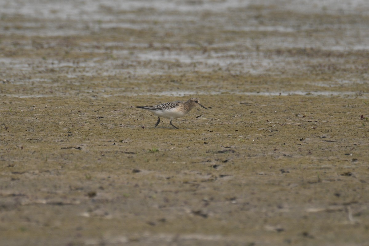 Baird's Sandpiper - ML363772311