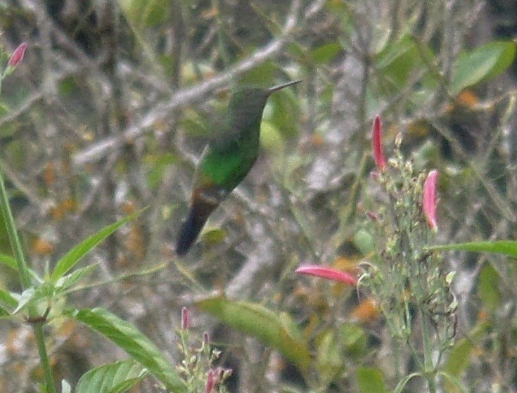 kolibřík měděnořitý - ML363773051