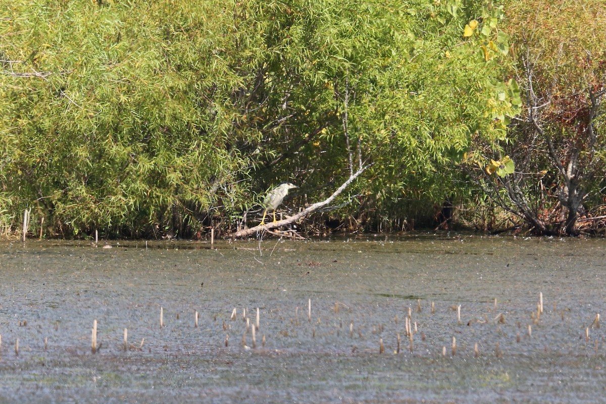 Black-crowned Night Heron - Ron Sempier