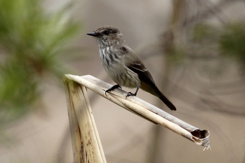 Vermilion Flycatcher - ML36377521