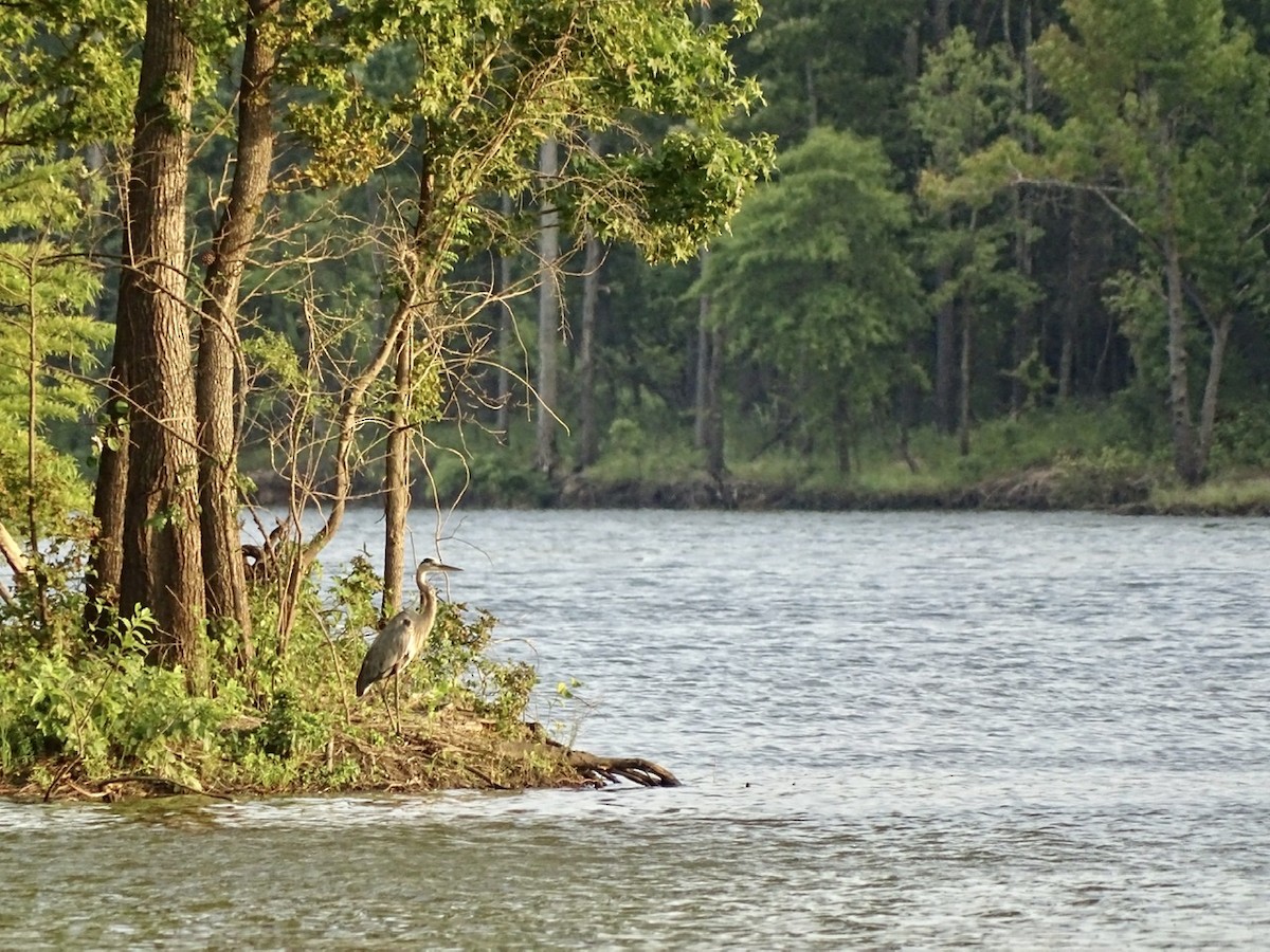 Great Blue Heron - ML363775941