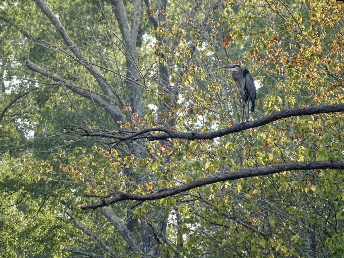 Great Blue Heron - ML363776021