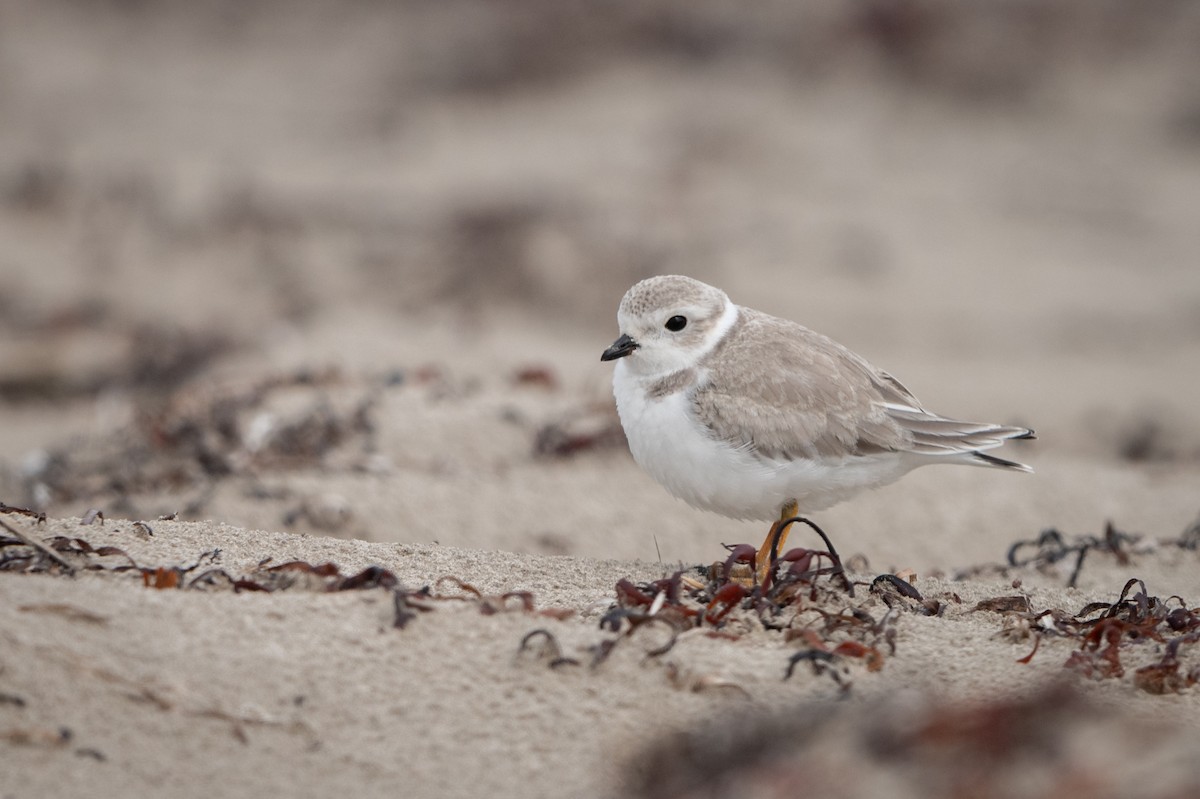 Piping Plover - ML363776421