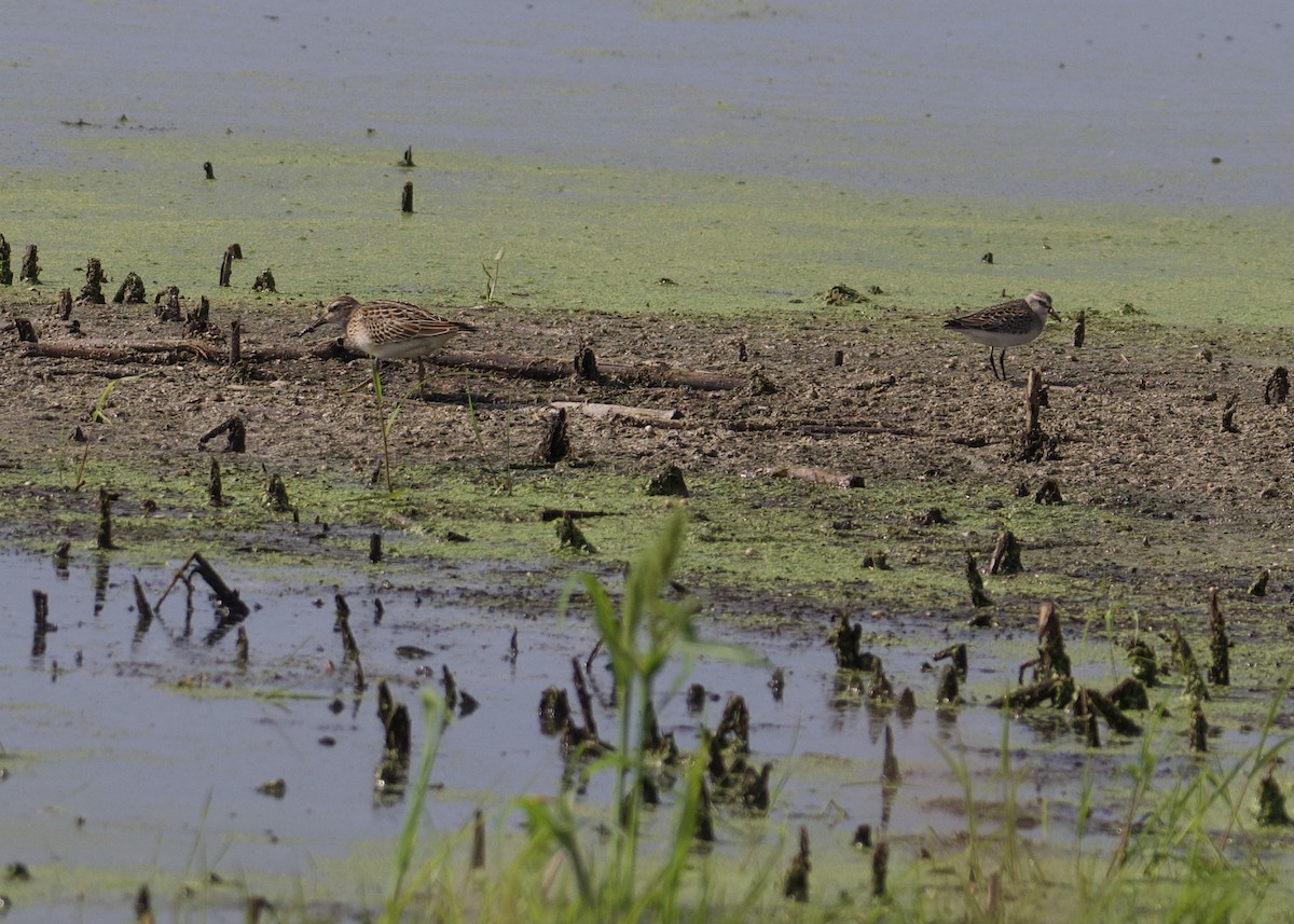 gulbrystsnipe - ML363776881