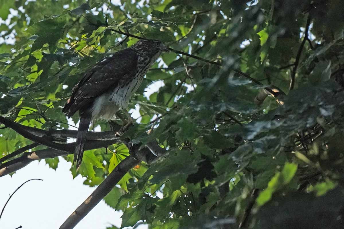 Cooper's Hawk - ML363777031