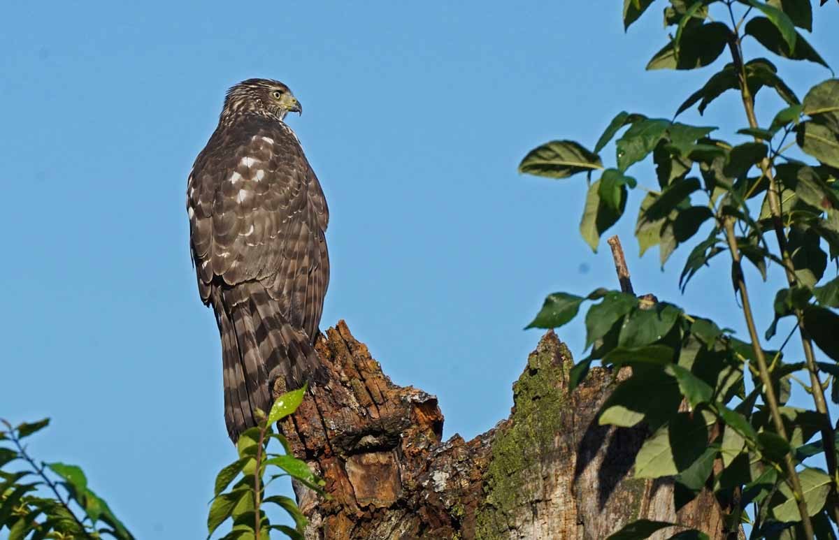 Cooper's Hawk - ML363777041