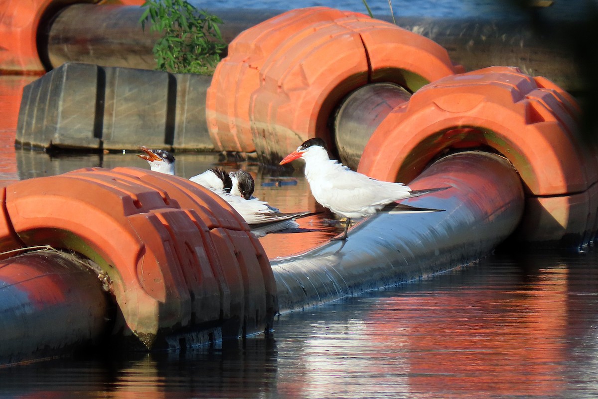 Caspian Tern - ML363777261