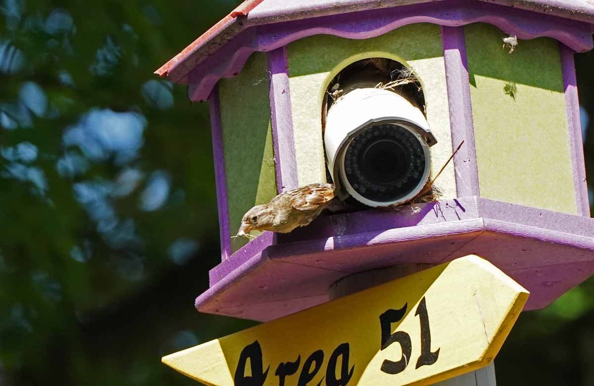 House Sparrow - ML363777341