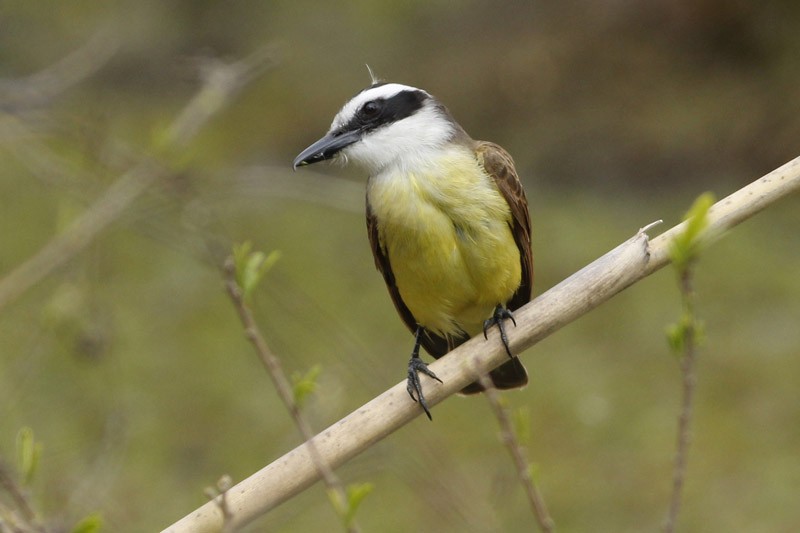 Great Kiskadee - ML36377831