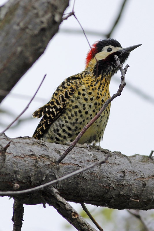 Green-barred Woodpecker - J. Simón Tagtachian