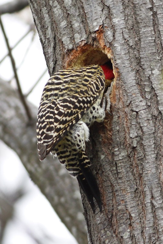 Green-barred Woodpecker - ML36377951