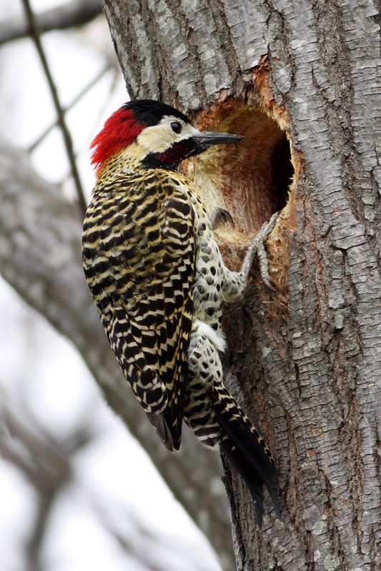 Green-barred Woodpecker - ML36377961