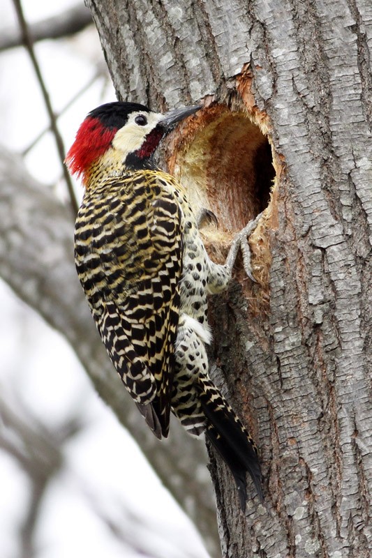 Green-barred Woodpecker - J. Simón Tagtachian