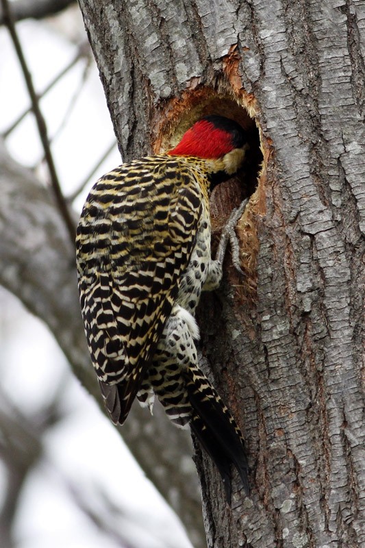 Green-barred Woodpecker - ML36377981