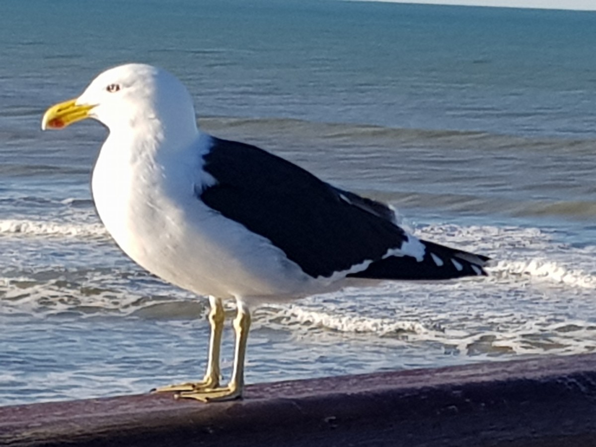 Kelp Gull - ML363780571