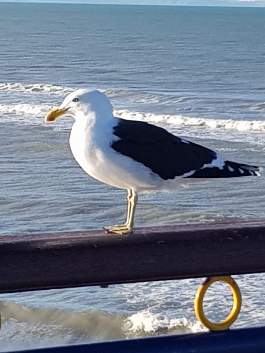 Kelp Gull - ML363780581