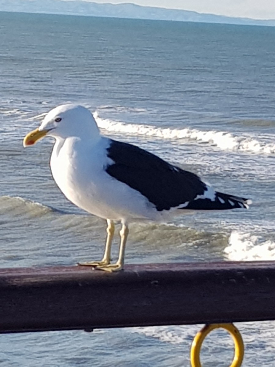 Kelp Gull - ML363780591