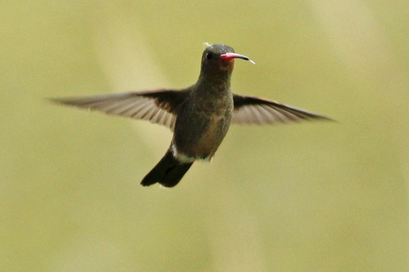 Gilded Hummingbird - ML36378111