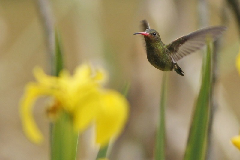 Gilded Hummingbird - ML36378131